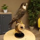 Faucon pèlerin empaillé mâle sur socle, autorisation de vente accordée