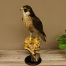 Faucon pèlerin empaillé mâle sur socle, autorisation de vente accordée