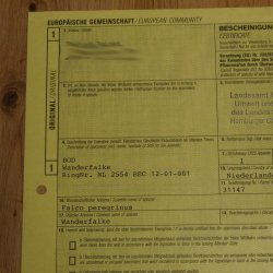 Faucon pèlerin empaillé mâle sur socle, autorisation de vente accordée