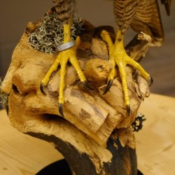 Faucon pèlerin empaillé mâle sur socle, autorisation de vente accordée