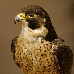 Faucon pèlerin empaillé mâle sur socle, autorisation de vente accordée