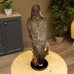 Faucon pèlerin empaillé mâle sur socle, autorisation de vente accordée