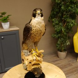 Faucon pèlerin empaillé mâle sur socle, autorisation de vente accordée