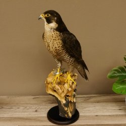 Faucon pèlerin empaillé mâle sur socle, autorisation de vente accordée