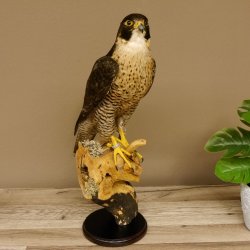 Faucon pèlerin empaillé mâle sur socle, autorisation de vente accordée