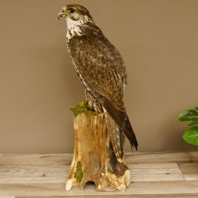Halcón sacre disecado. Halcón disecado. Disecado de animales con autorización de la UE para su venta.