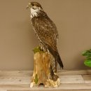 Faucon sacre empaillé, faucon empaillé,...