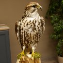 Halcón sacre disecado. Halcón disecado. Disecado de animales con autorización de la UE para su venta.