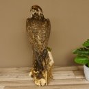 Halcón sacre disecado. Halcón disecado. Disecado de animales con autorización de la UE para su venta.