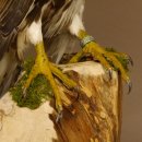 Halcón sacre disecado. Halcón disecado. Disecado de animales con autorización de la UE para su venta.