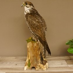 Halcón sacre disecado. Halcón disecado. Disecado de animales con autorización de la UE para su venta.