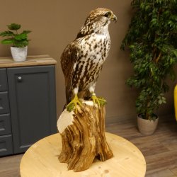 Halcón sacre disecado. Halcón disecado. Disecado de animales con autorización de la UE para su venta.