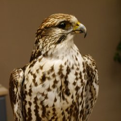 Halcón sacre disecado. Halcón disecado. Disecado de animales con autorización de la UE para su venta.