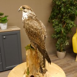 Halcón sacre disecado. Halcón disecado. Disecado de animales con autorización de la UE para su venta.