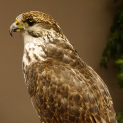 Halcón sacre disecado. Halcón disecado. Disecado de animales con autorización de la UE para su venta.