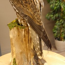 Halcón sacre disecado. Halcón disecado. Disecado de animales con autorización de la UE para su venta.