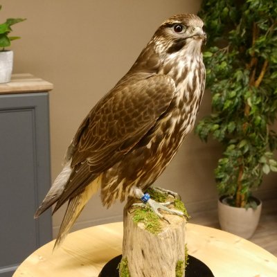 Faucon gerfaut avec une gélinotte des bois comme proie - Faucon empaillé - Taxidermie - Autorisation de vente