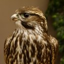 Faucon gerfaut avec une gélinotte des bois comme proie - Faucon empaillé - Taxidermie - Autorisation de vente