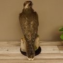 Faucon gerfaut avec une gélinotte des bois comme proie - Faucon empaillé - Taxidermie - Autorisation de vente