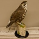 Faucon gerfaut avec une gélinotte des bois comme proie - Faucon empaillé - Taxidermie - Autorisation de vente