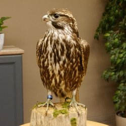 Faucon gerfaut avec une gélinotte des bois comme proie - Faucon empaillé - Taxidermie - Autorisation de vente