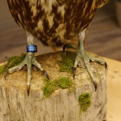 Faucon gerfaut avec une gélinotte des bois comme proie - Faucon empaillé - Taxidermie - Autorisation de vente