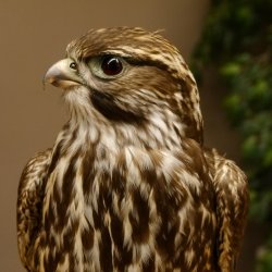 Faucon gerfaut avec une gélinotte des bois comme proie - Faucon empaillé - Taxidermie - Autorisation de vente