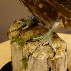 Faucon gerfaut avec une gélinotte des bois comme proie - Faucon empaillé - Taxidermie - Autorisation de vente