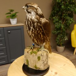 Faucon gerfaut avec une gélinotte des bois comme proie - Faucon empaillé - Taxidermie - Autorisation de vente