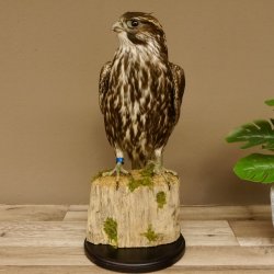 Faucon gerfaut avec une gélinotte des bois comme proie - Faucon empaillé - Taxidermie - Autorisation de vente