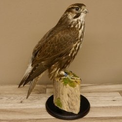 Faucon gerfaut avec une gélinotte des bois comme proie - Faucon empaillé - Taxidermie - Autorisation de vente