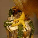 Buse à queue rousse - spécimen empaillé - spécimen animal empaillé - autorisé à la vente - socle