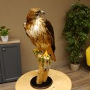 Buse à queue rousse - spécimen empaillé - spécimen animal empaillé - autorisé à la vente - socle