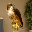 Buse à queue rousse - spécimen empaillé - spécimen animal empaillé - autorisé à la vente - socle
