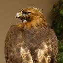 Buse à queue rousse - spécimen empaillé - spécimen animal empaillé - autorisé à la vente - socle