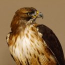 Buse à queue rousse - spécimen empaillé - spécimen animal empaillé - autorisé à la vente - socle