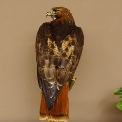 Buse à queue rousse - spécimen empaillé - spécimen animal empaillé - autorisé à la vente - socle
