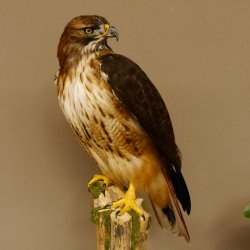 Buse à queue rousse - spécimen empaillé - spécimen animal empaillé - autorisé à la vente - socle
