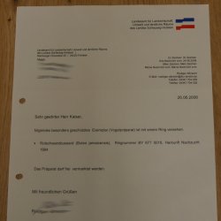 Buse à queue rousse - spécimen empaillé - spécimen animal empaillé - autorisé à la vente - socle