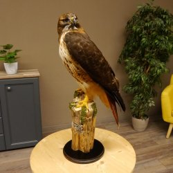 Buse à queue rousse - spécimen empaillé - spécimen animal empaillé - autorisé à la vente - socle