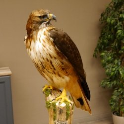 Buse à queue rousse - spécimen empaillé - spécimen animal empaillé - autorisé à la vente - socle