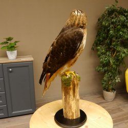 Buse à queue rousse - spécimen empaillé - spécimen animal empaillé - autorisé à la vente - socle