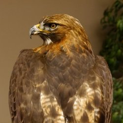 Buse à queue rousse - spécimen empaillé - spécimen animal empaillé - autorisé à la vente - socle