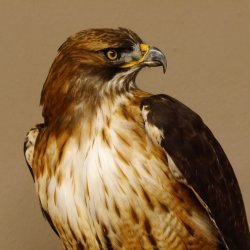 Buse à queue rousse - spécimen empaillé - spécimen animal empaillé - autorisé à la vente - socle