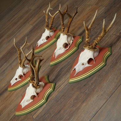 Cuernos de corzo, 20 unidades, corzos machos, cuernos de corzo macho, placas trofeo talladas 22.1350