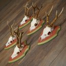 Cuernos de corzo, 20 unidades, corzos machos, cuernos de...