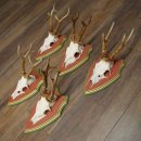 Cuernos de corzo, 20 unidades, corzos machos, cuernos de corzo macho, placas trofeo talladas 22.1350