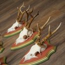 Cuernos de corzo, 20 unidades, corzos machos, cuernos de corzo macho, placas trofeo talladas 22.1350