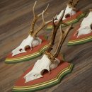 Cuernos de corzo, 20 unidades, corzos machos, cuernos de corzo macho, placas trofeo talladas 22.1350