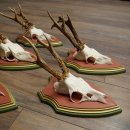 Cuernos de corzo, 20 unidades, corzos machos, cuernos de corzo macho, placas trofeo talladas 22.1350